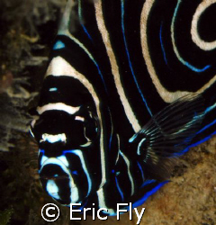 Juvenile emperor angelfish, Piti Channel, Guam by Eric Fly 
